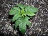 grow 135.jpg