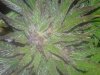 20130812_211159.jpg