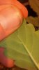 IMG_20130812_172334_227.jpg