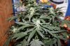 AUTO MOBY DICK_8-12-13 2.jpg