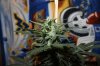 AUTO MOBY DICK_8-12-13 3.jpg