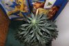 AUTO MOBY DICK_8-12-13 4.jpg
