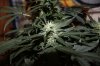 AUTO MOBY DICK_8-12-13 5.jpg