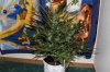 AUTO CHEESE_8-12-13 1.jpg