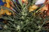 AUTO CHEESE_8-12-13 2.jpg