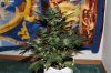 AUTO GREEN POISON_8-12-13 1.jpg