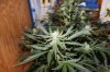 AUTO S.A.D_8-12-13 4.jpg