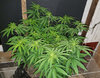 JRfem_day49.jpg JRfem_day49.jpg