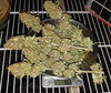 BGfem_day132.jpg