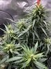 Week 8 end