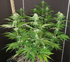 JRfem_day63.jpg JRfem_day63.jpg