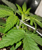 GLautoS1.1_day25_topping.jpg GLautoS1.1_day25_topping.jpg