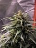 End of Week 9