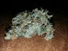 nlabud1.jpg