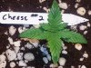 20130813_144921.jpg 20130813_144921.jpg