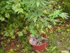 100_2933.jpg