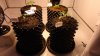 DSC01513.jpg