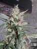DSCN0454.jpg