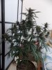 DSCN0462.jpg