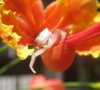 White-Spider2.jpg