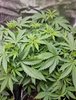 710 genetics.jpg