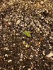 Day 4 Mephisto Auto Amnesia.JPEG