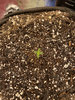 Day 4 Mephisto Creme De La Chem.JPEG