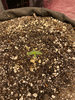 Day 4 Mephisto Double Grape.JPEG