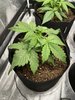 Vegetative Phase! Day 20