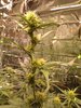 IMG_20211109_172451.jpg