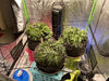 Scrog