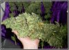 AutoBlueberry OJ2.jpg AutoBlueberry OJ2.jpg