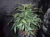 Mossys seeds 021.jpg