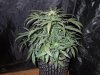 Mossys seeds 022.jpg
