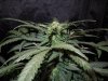 Mossys seeds 023.jpg