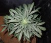 Mossys seeds 025.jpg