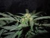 Mossys seeds 027.jpg
