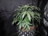 Mossys seeds 028.jpg