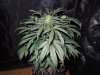 Mossys seeds 029.jpg