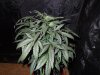 Mossys seeds 030.jpg