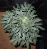 Mossys seeds 034.jpg