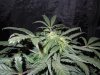 Mossys seeds 036.jpg