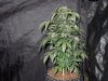 Mossys seeds 037.jpg