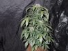Mossys seeds 039.jpg