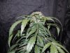 Mossys seeds 040.jpg