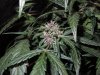 Mossys seeds 045.jpg