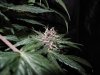 Mossys seeds 046.jpg