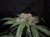 Mossys seeds 048.jpg
