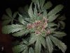 Mossys seeds 051.jpg