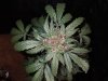 Mossys seeds 053.jpg